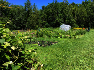 Community garden