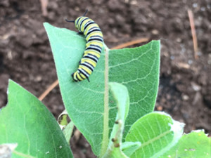 Monarch caterpillar