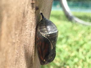 The chrysalis becomes black then transparent.