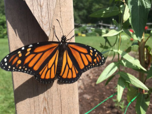 Finally the butterfly, out of the chrysalis is ready to fly.